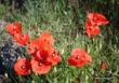 Coquelicots - Coquelicots.JPG