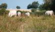 Vaches - IMG_0994.JPG